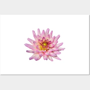 Dahlia flowers Posters and Art